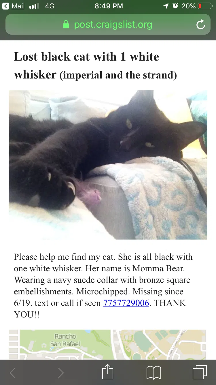 Lost cat in Reno, NV, 89503