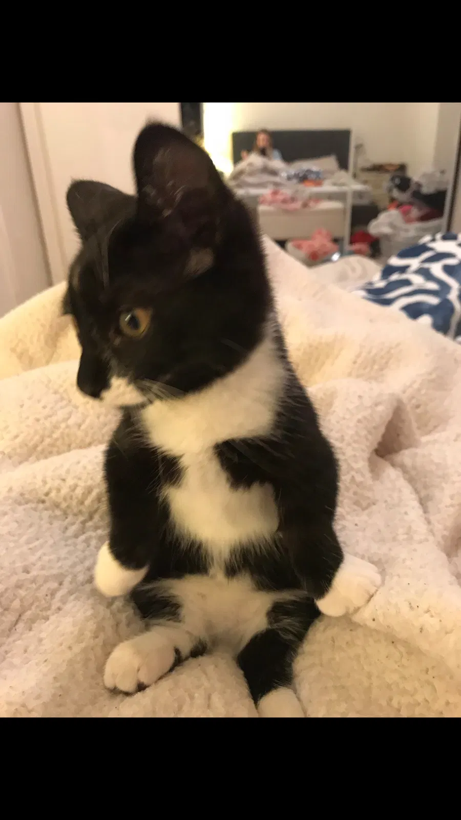 Lost cat in Bellingham, WA, 98229