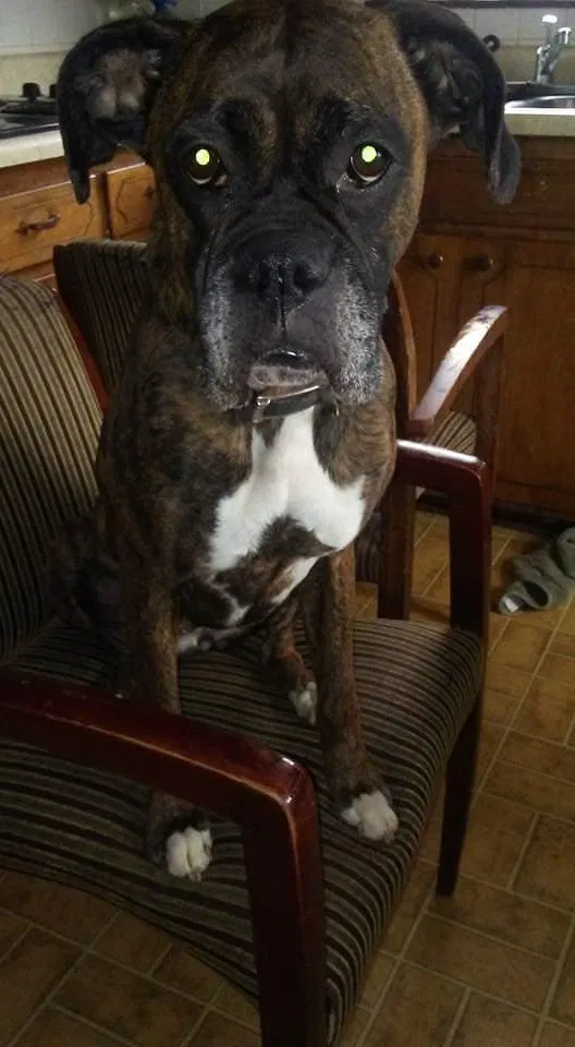 Lost dog in Kansas City, KS, 66106