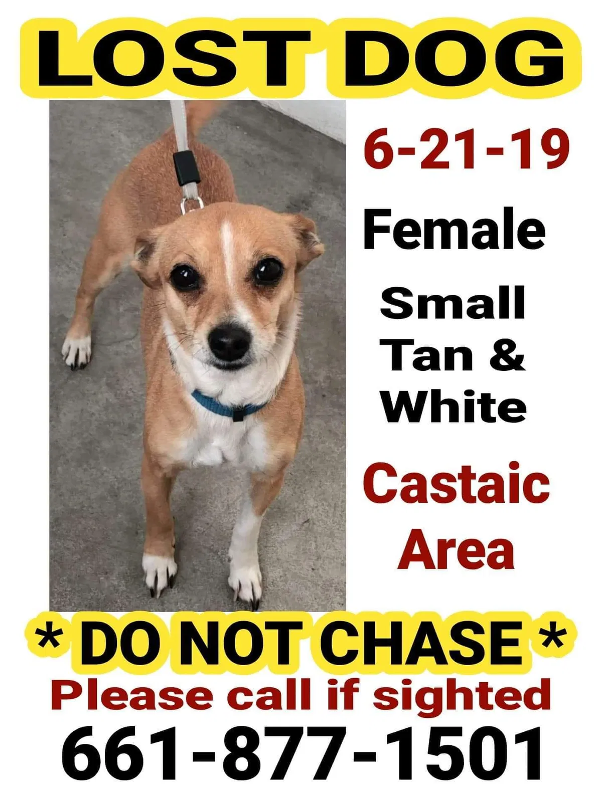 Lost dog in Castaic, CA, 91384