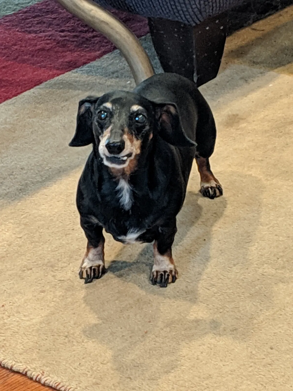 Lost dog in West Hills, CA, 91307