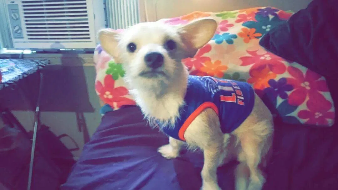 Lost dog in Brownsville, TX, 78521
