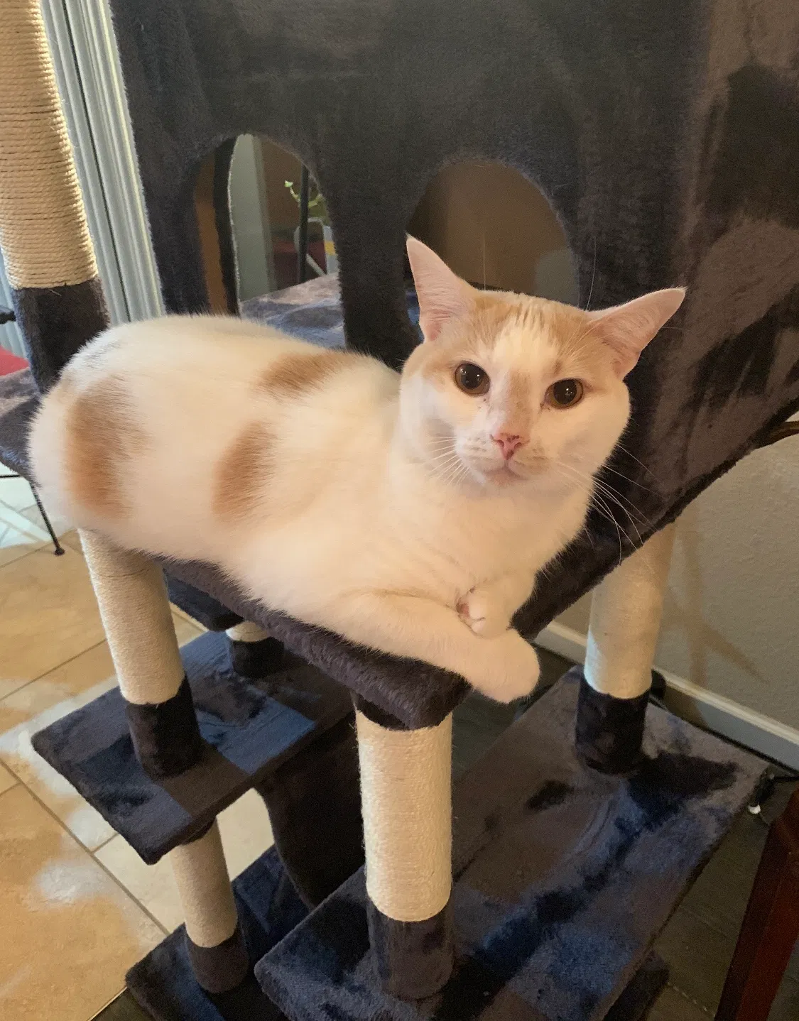 Lost cat in Evansville, IN, 47711
