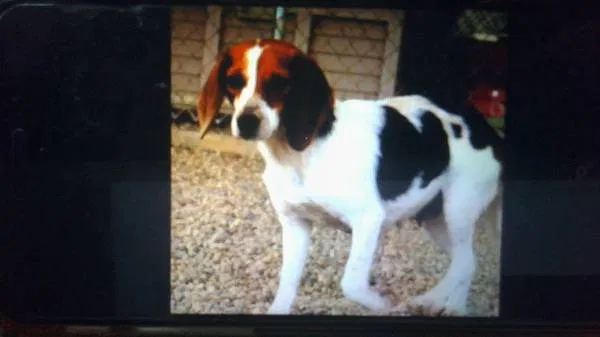 Lost dog in East Moline, IL, 61244