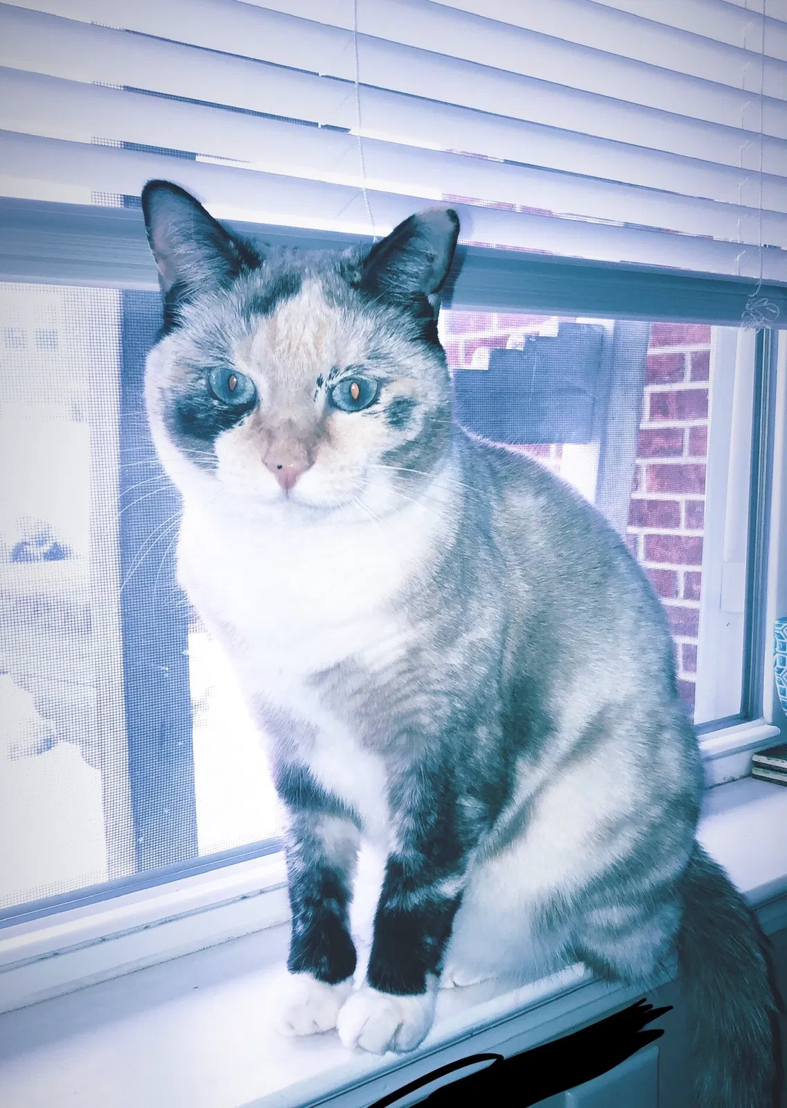 Lost cat in Hendersonville, NC, 28792