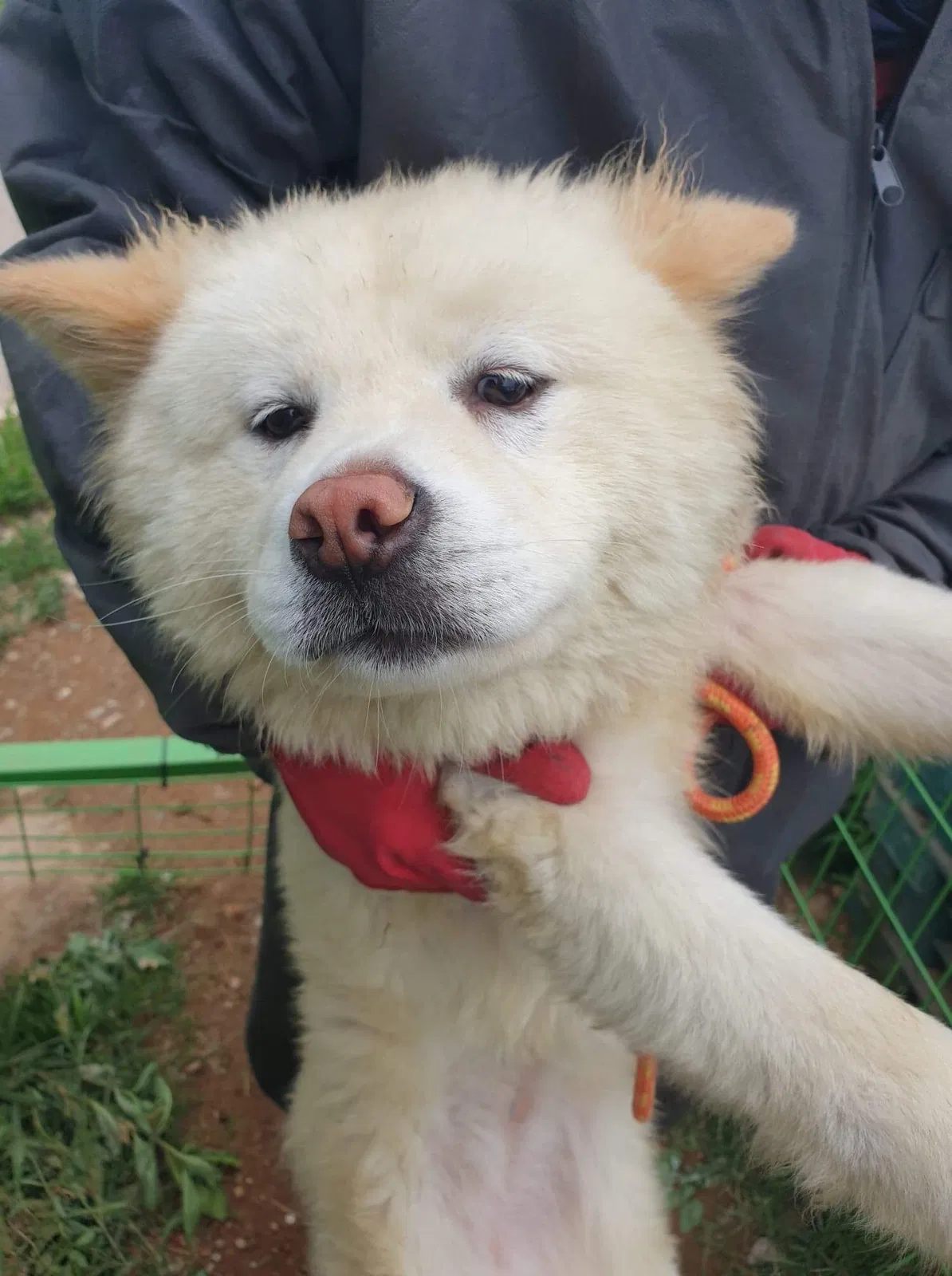 Lost dog in San Francisco, CA, 94134
