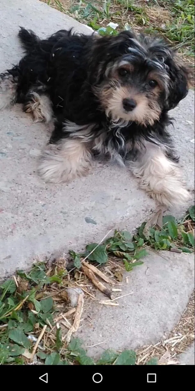 Lost dog in Pueblo, CO, 81004