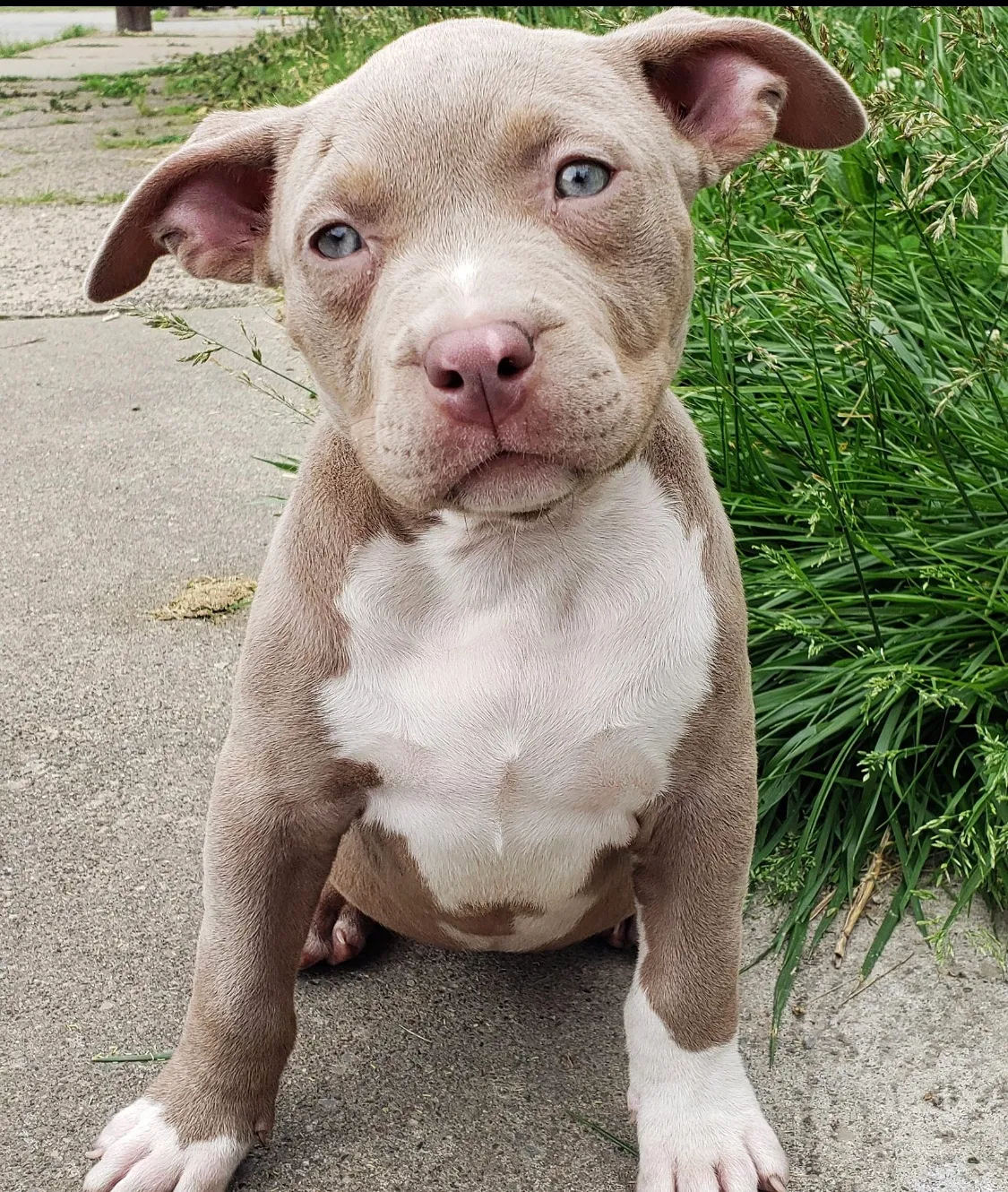 Lost dog in New Kensington, PA, 15068