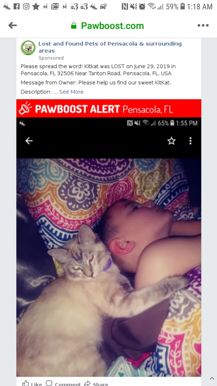 Lost cat in Pensacola, FL, 32506
