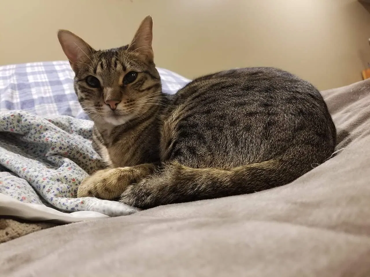 Lost cat in Becker, MN, 55308