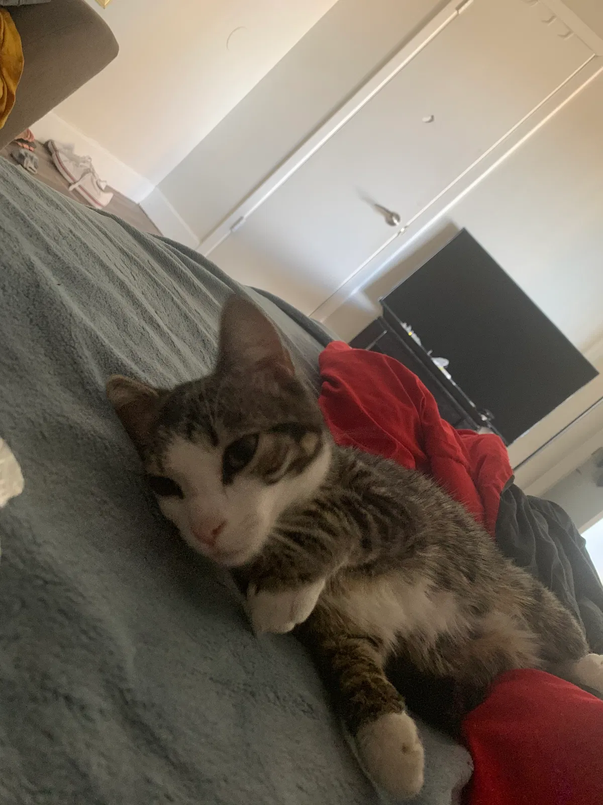 Lost cat in Mesa, AZ, 85202