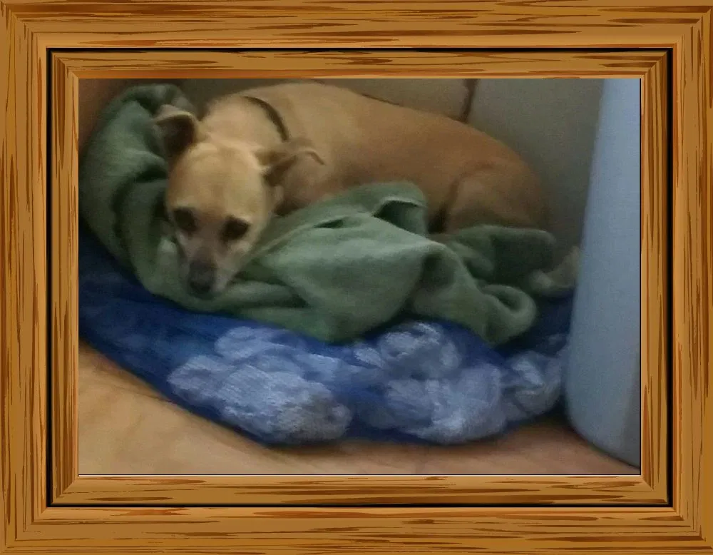 Lost dog in Los Angeles, CA, 90040