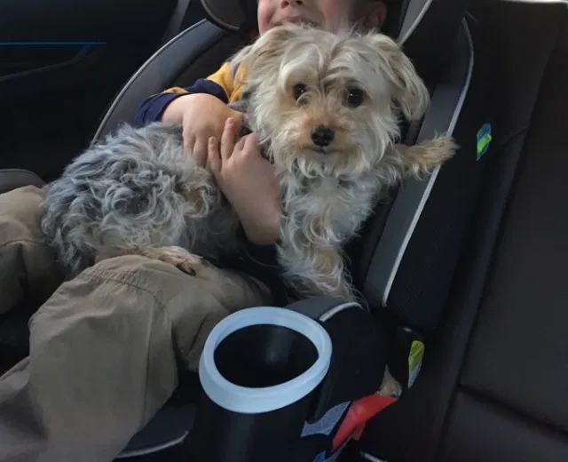 Lost dog in Indian Trail, NC, 28079