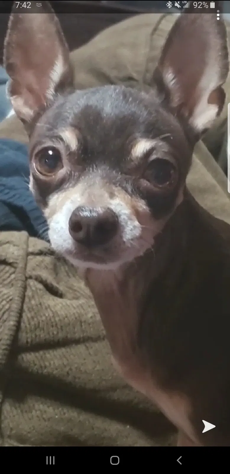 Lost dog in Tucson, AZ, 85713