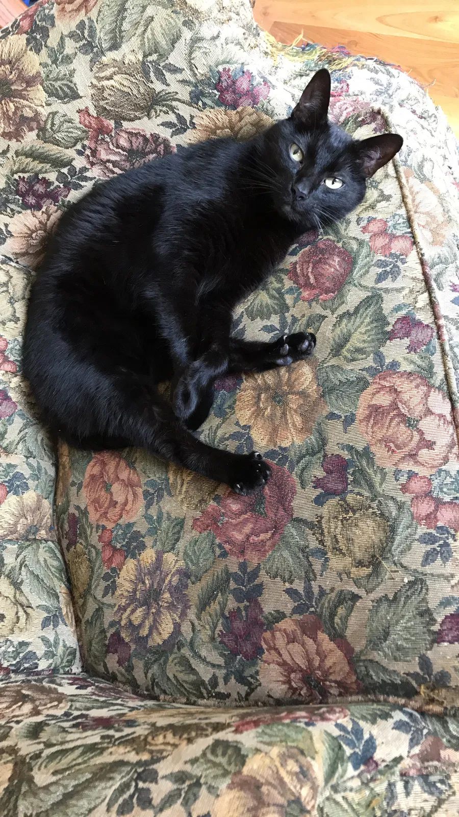 Lost cat in Columbus, OH, 43235