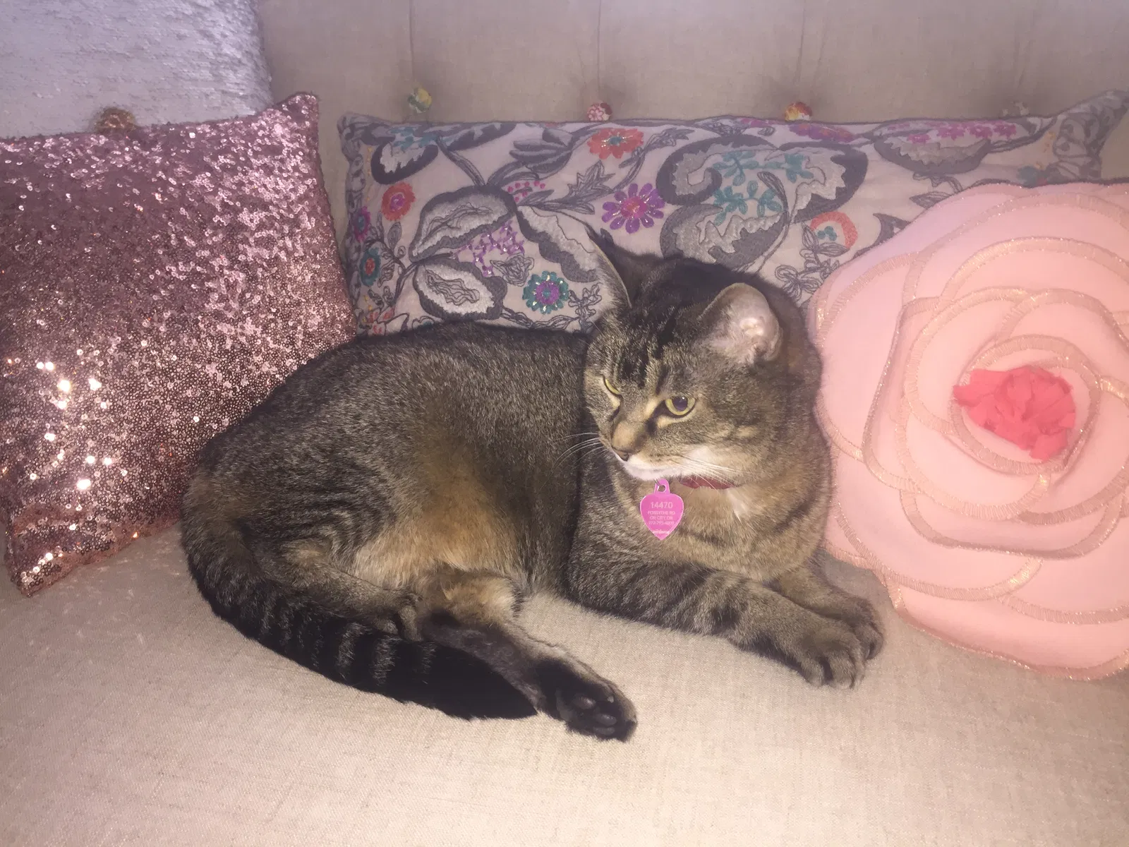 Lost cat in Oregon City, OR, 97045