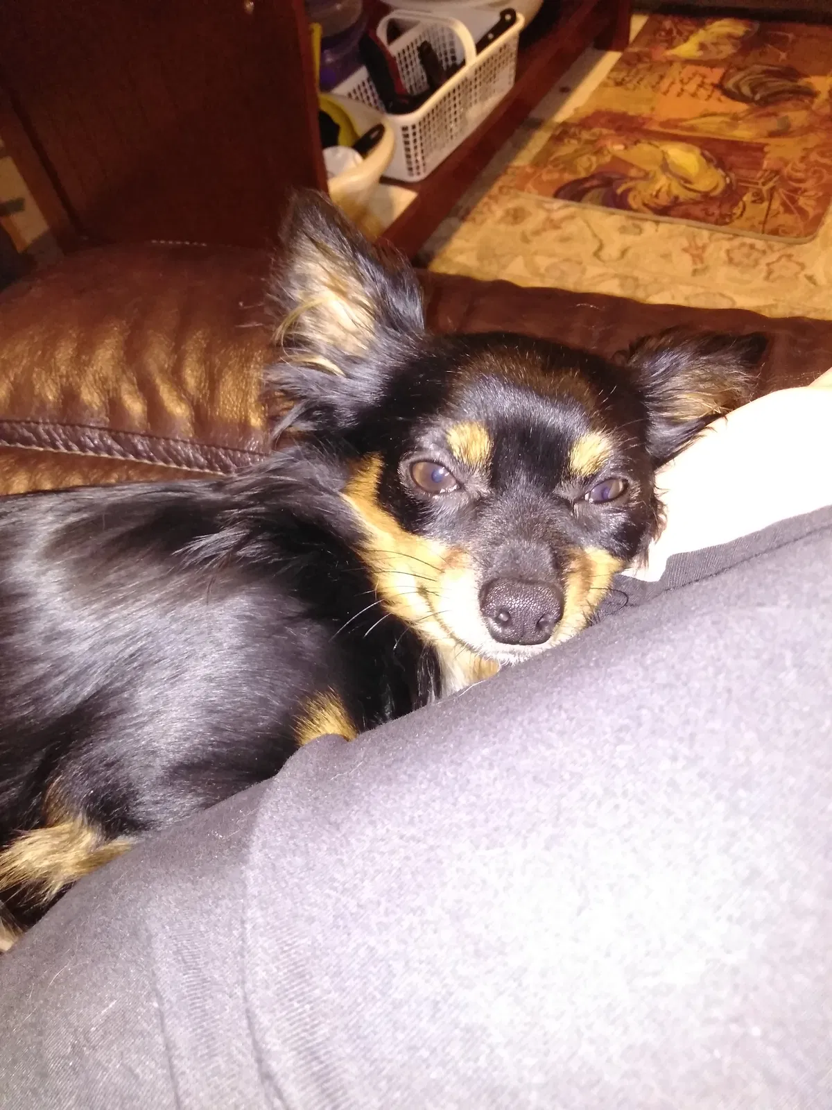 Lost dog in Hayden, AL, 35079