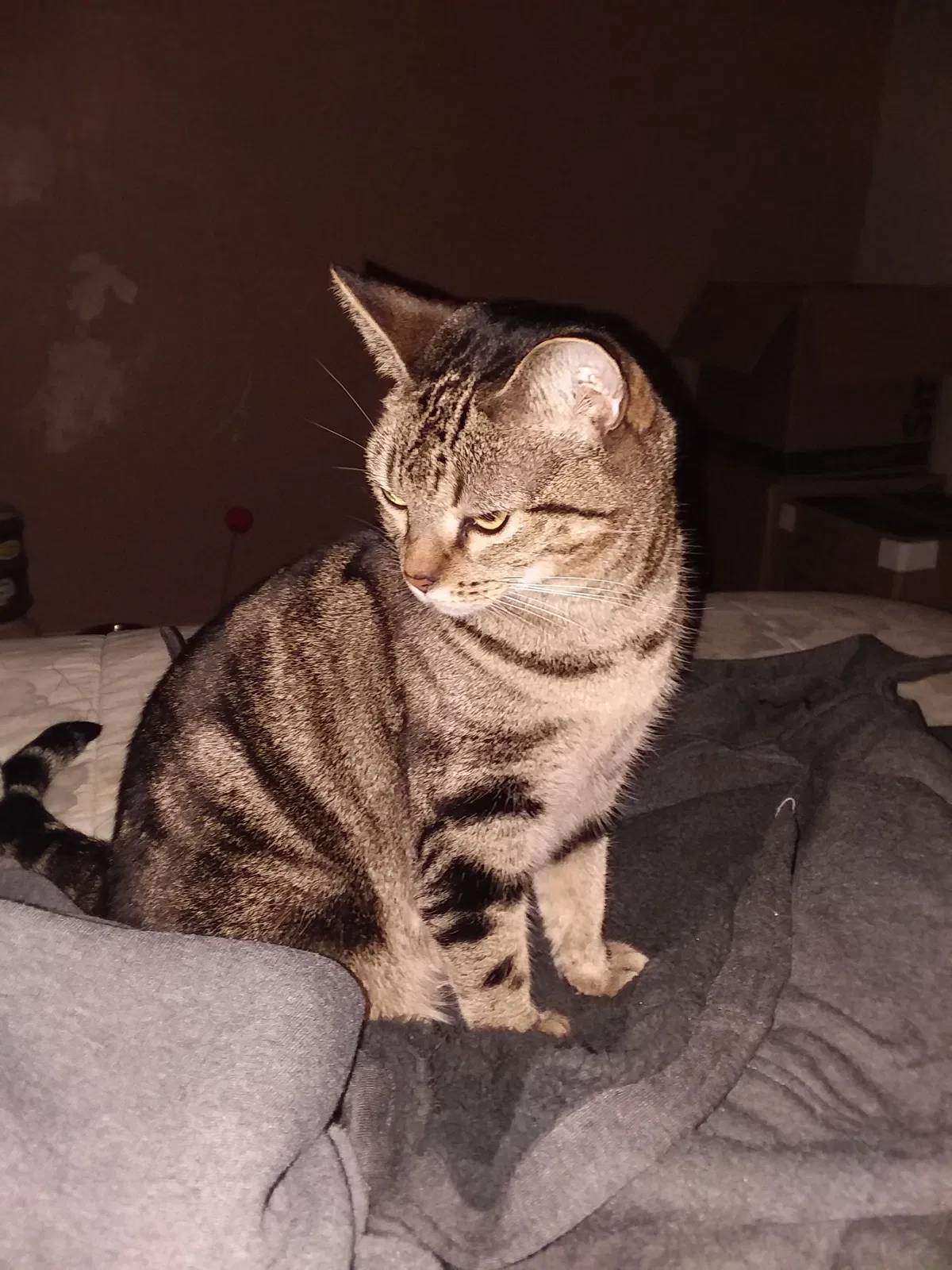 Lost cat in Phoenix, AZ, 85051