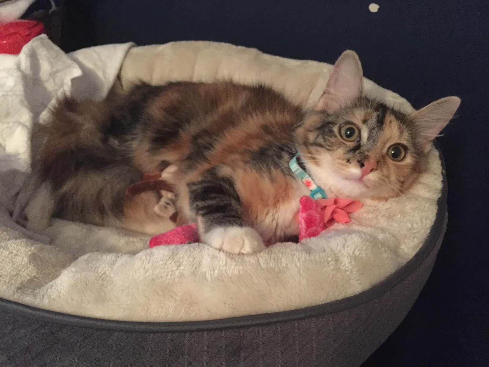 Lost cat in Charleston, SC, 29412