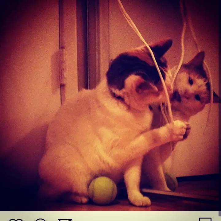 Lost cat in Modesto, CA, 95358