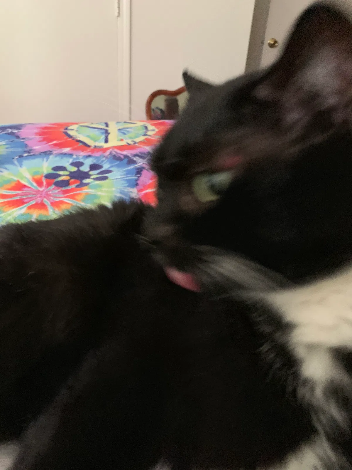 Lost cat in Mooresville, NC, 28117