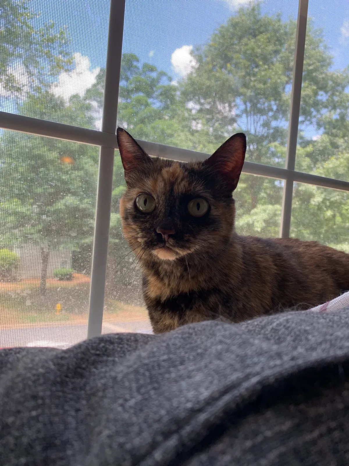 Lost cat in Mooresville, NC, 28117
