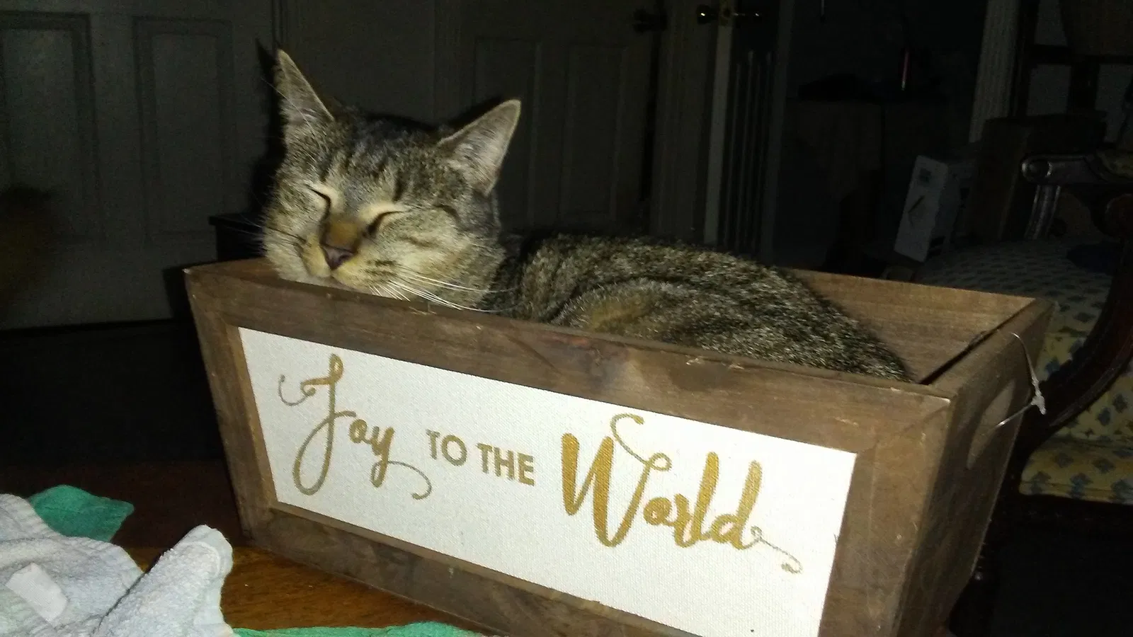 Lost cat in Granite Falls, NC, 28630