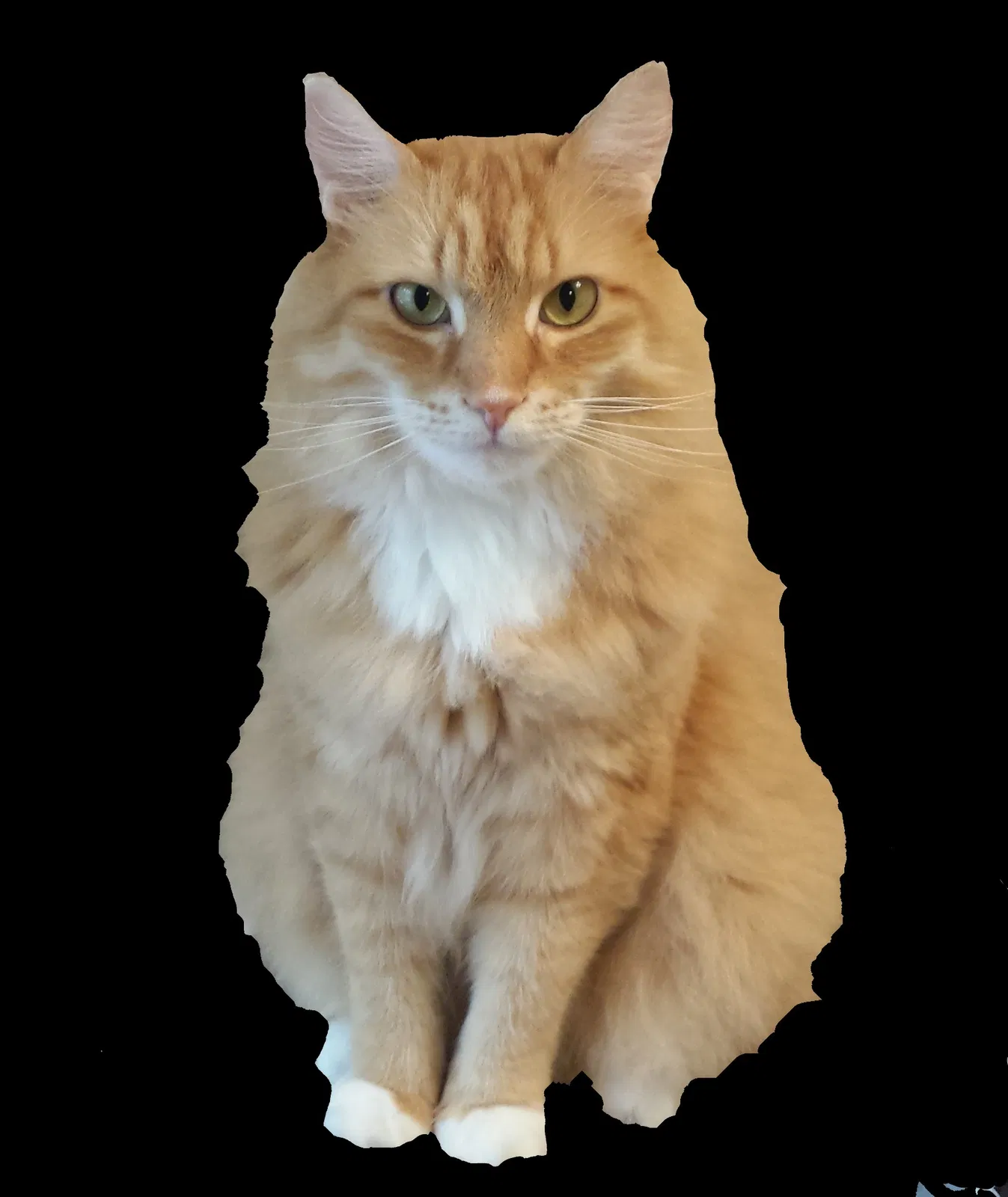 Lost cat in Unknown, WA, 97332