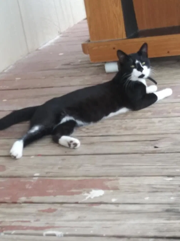 Lost cat in Granbury, TX, 76048