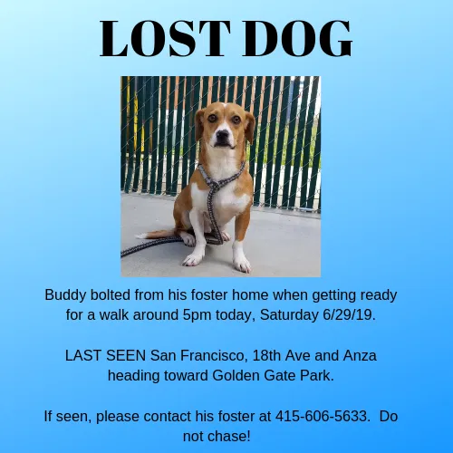 Lost dog in San Francisco, CA, 94121