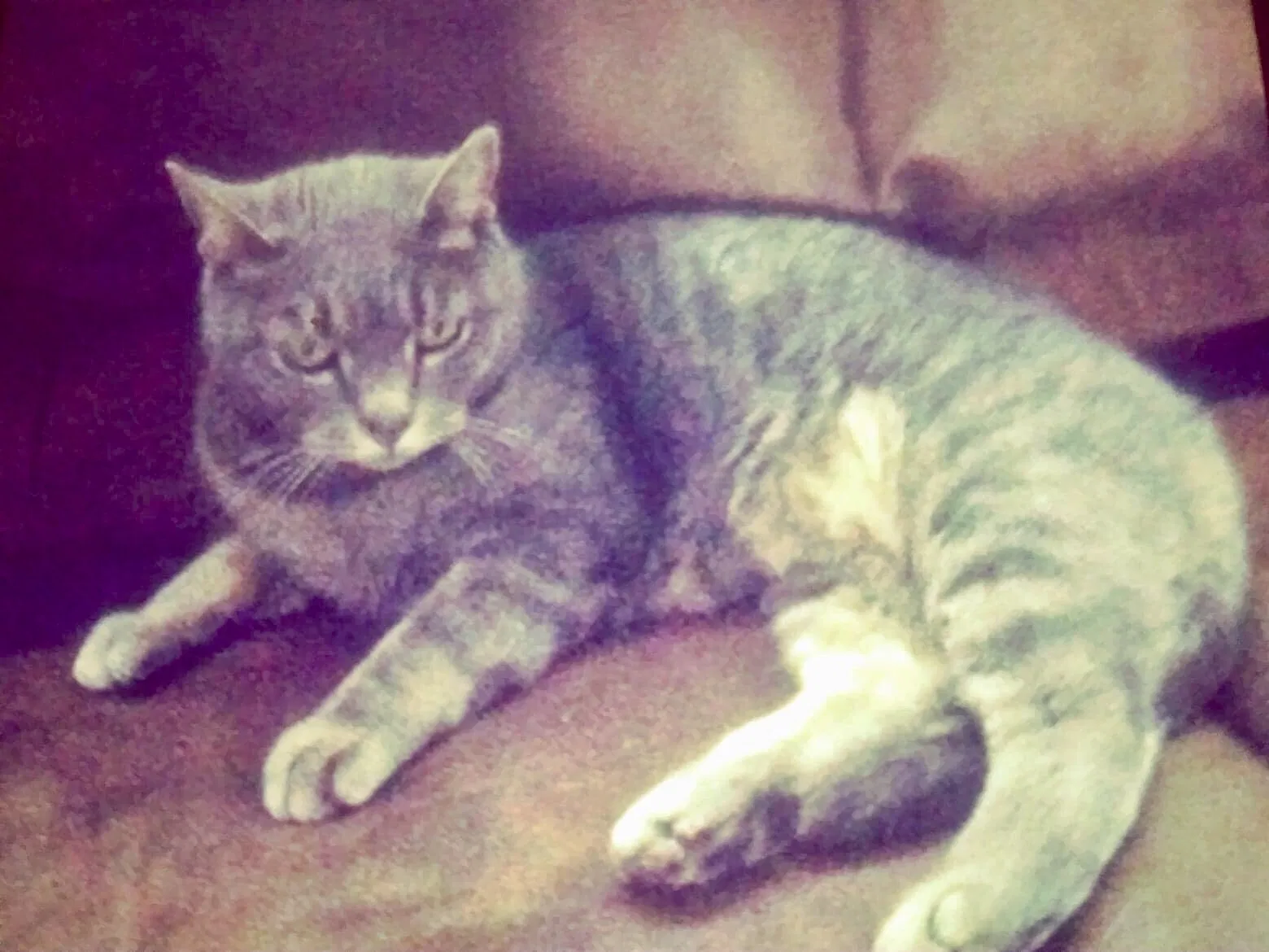 Lost cat in Puyallup, WA, 98374
