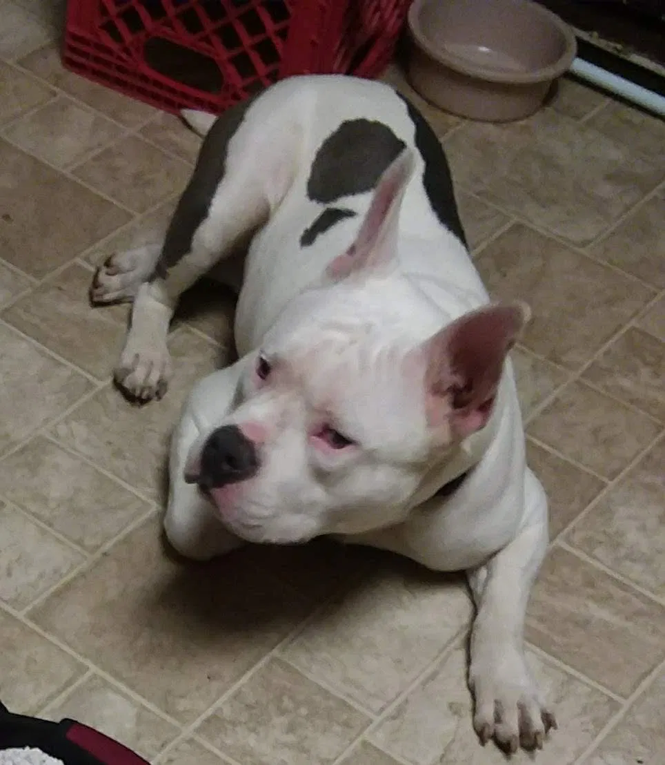 Lost dog in Allentown, PA, 18102