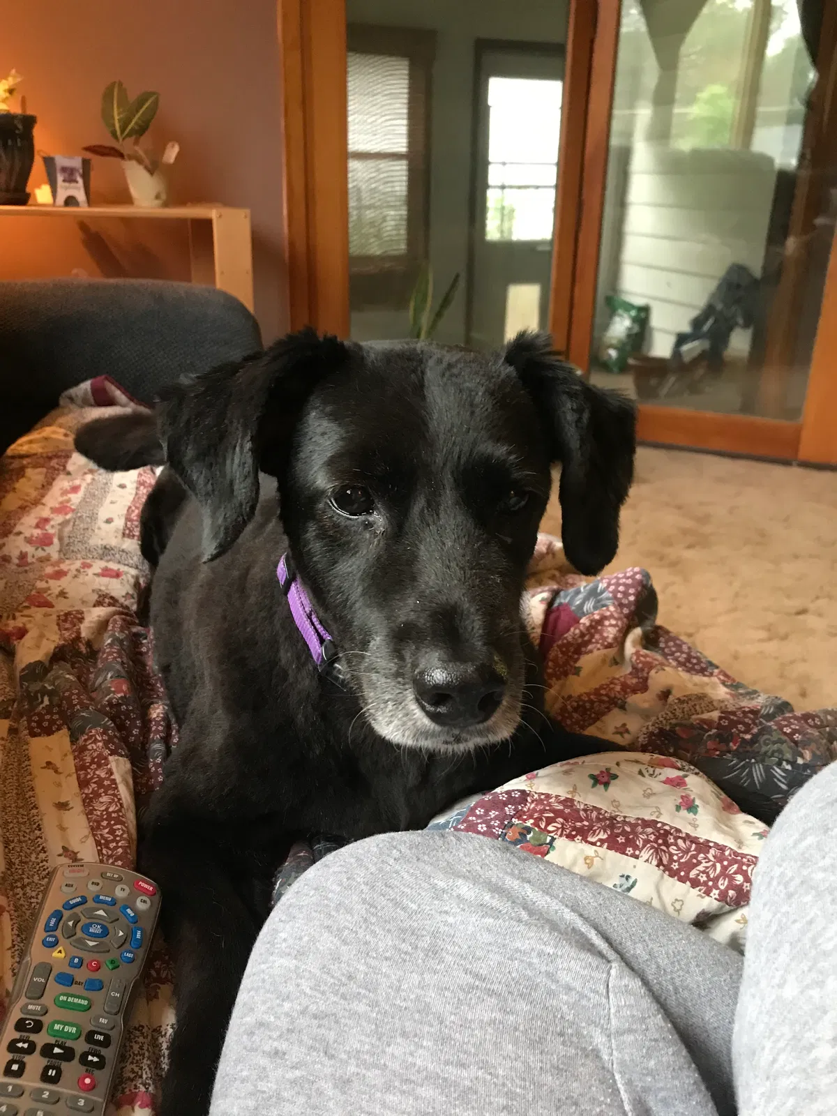 Lost dog in Grand Island, NE, 68801