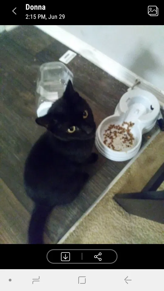 Lost cat in Loganville, GA, 30052
