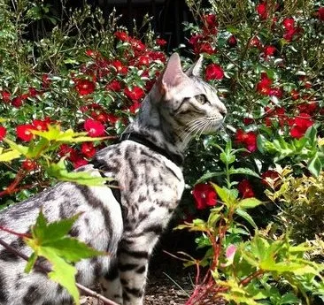 Lost cat in North Andover, MA, 1845
