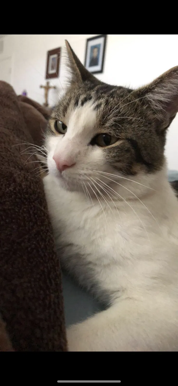 Lost cat in Phoenix, AZ, 85083