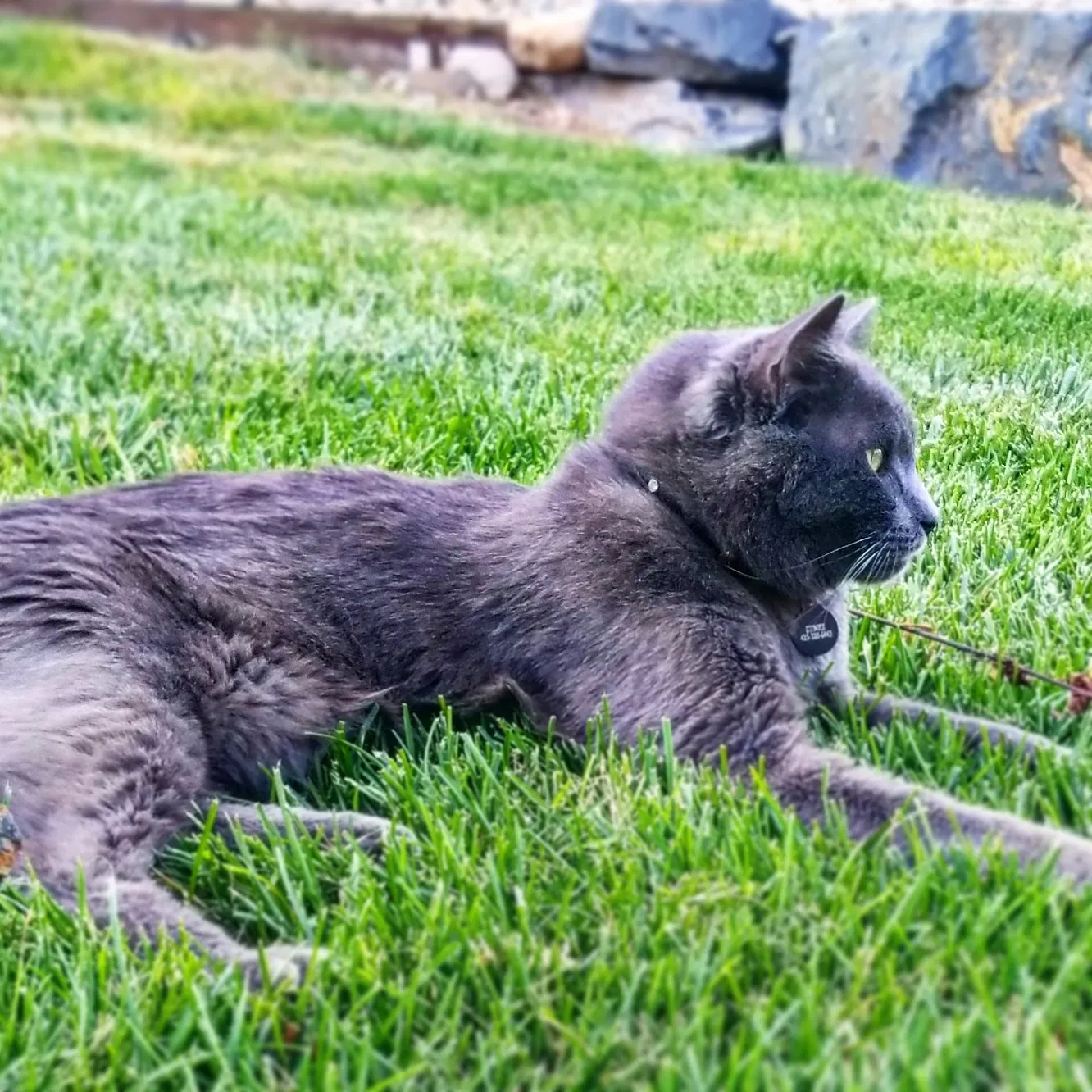 Lost cat in Denver, CO, 80237