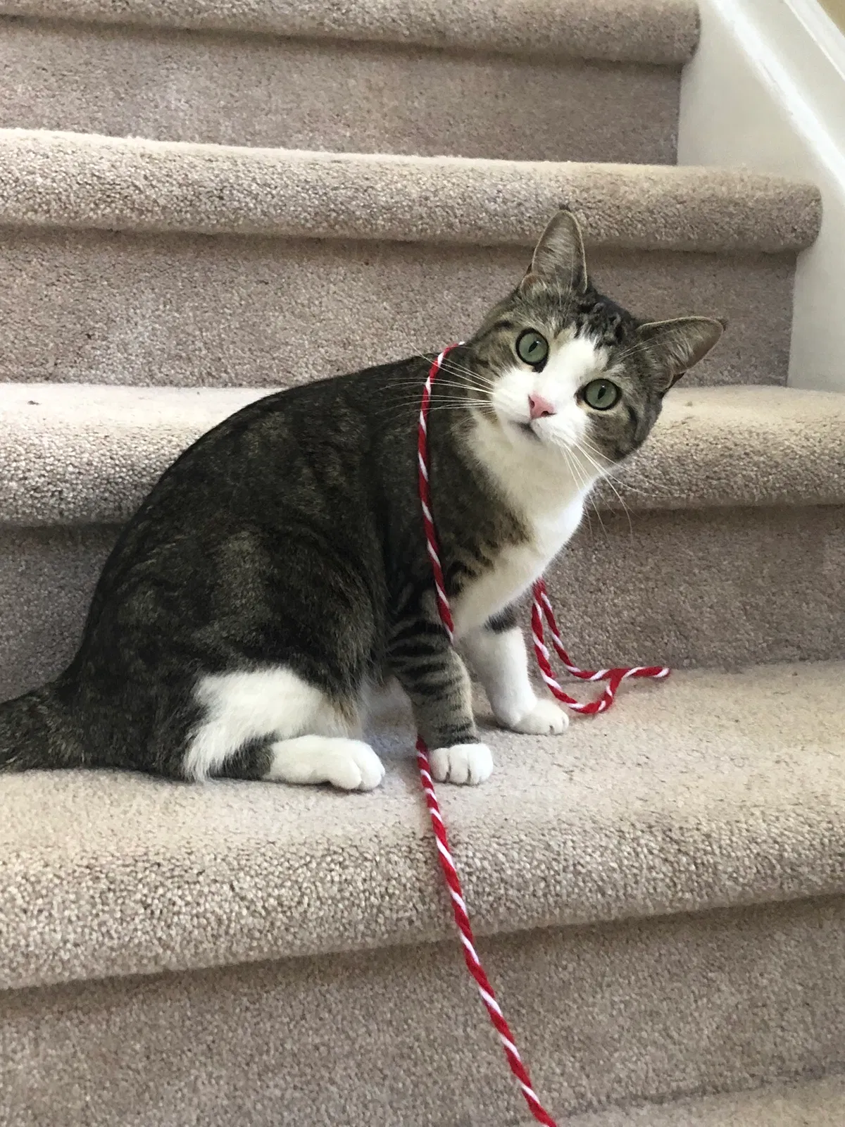 Lost cat in Littleton, CO, 80128