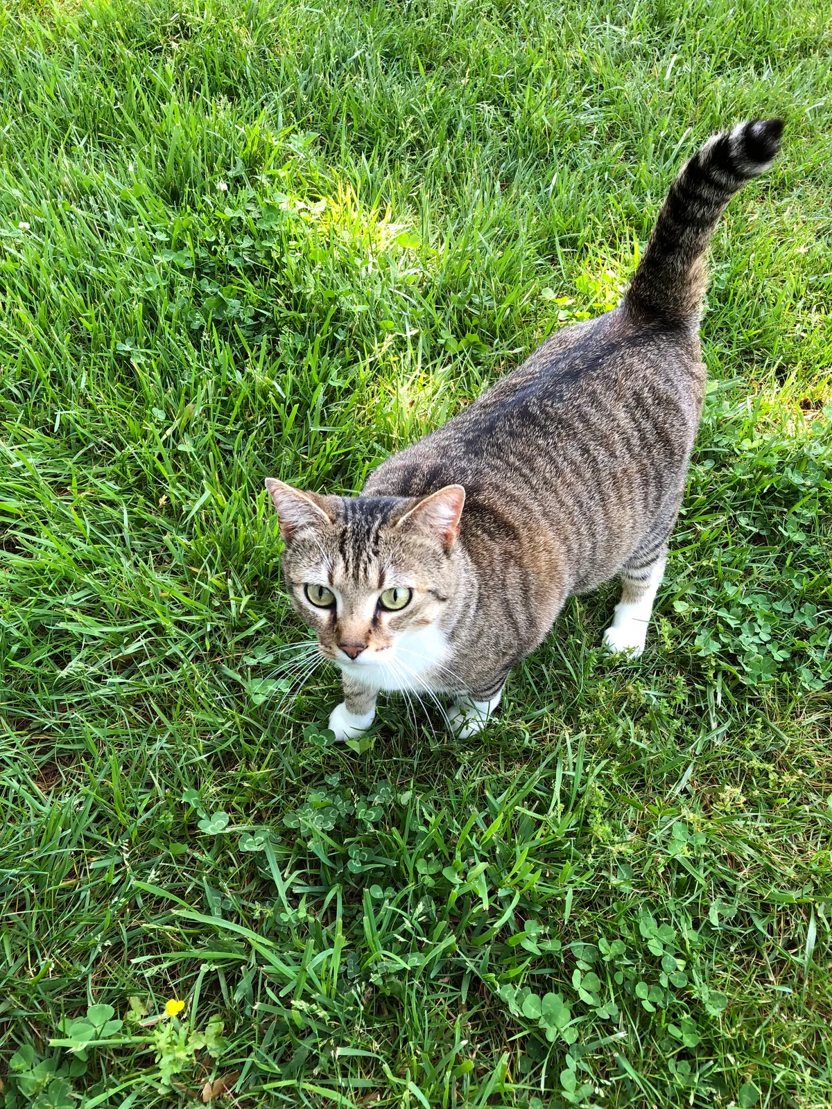 Lost cat in Auburn, KY, 42206
