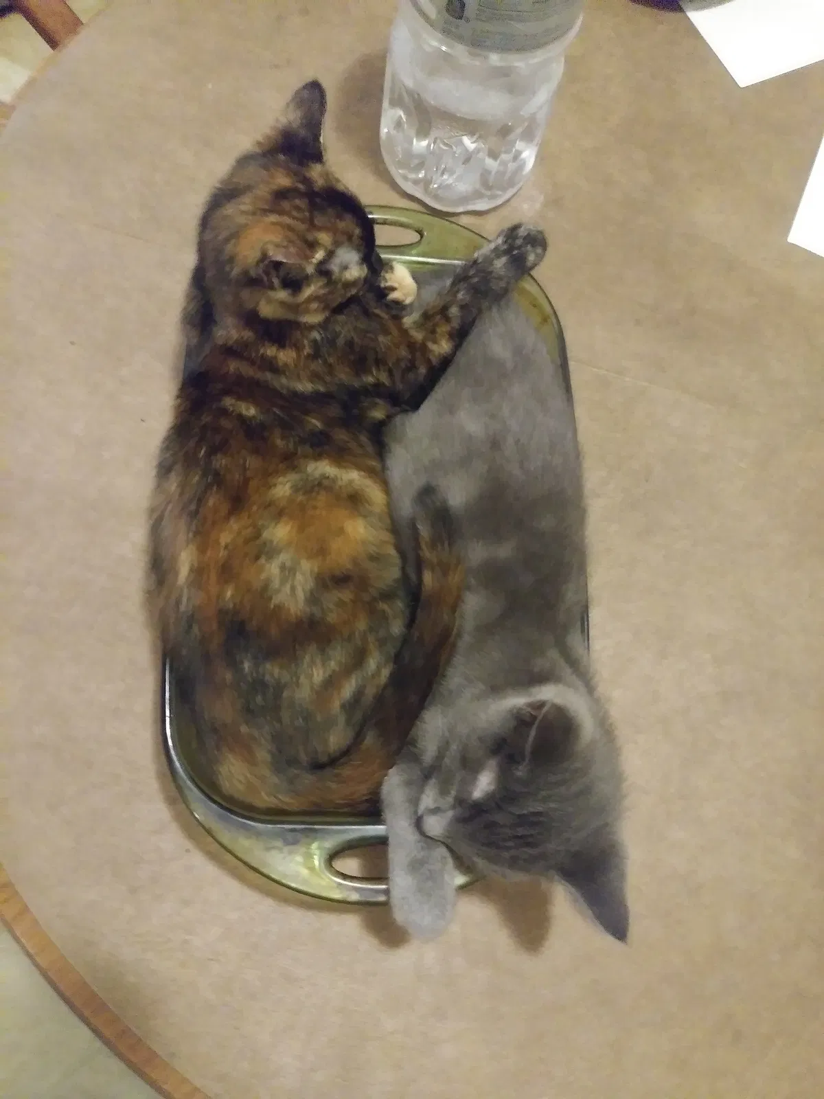 Lost cat in Louisville, KY, 40203