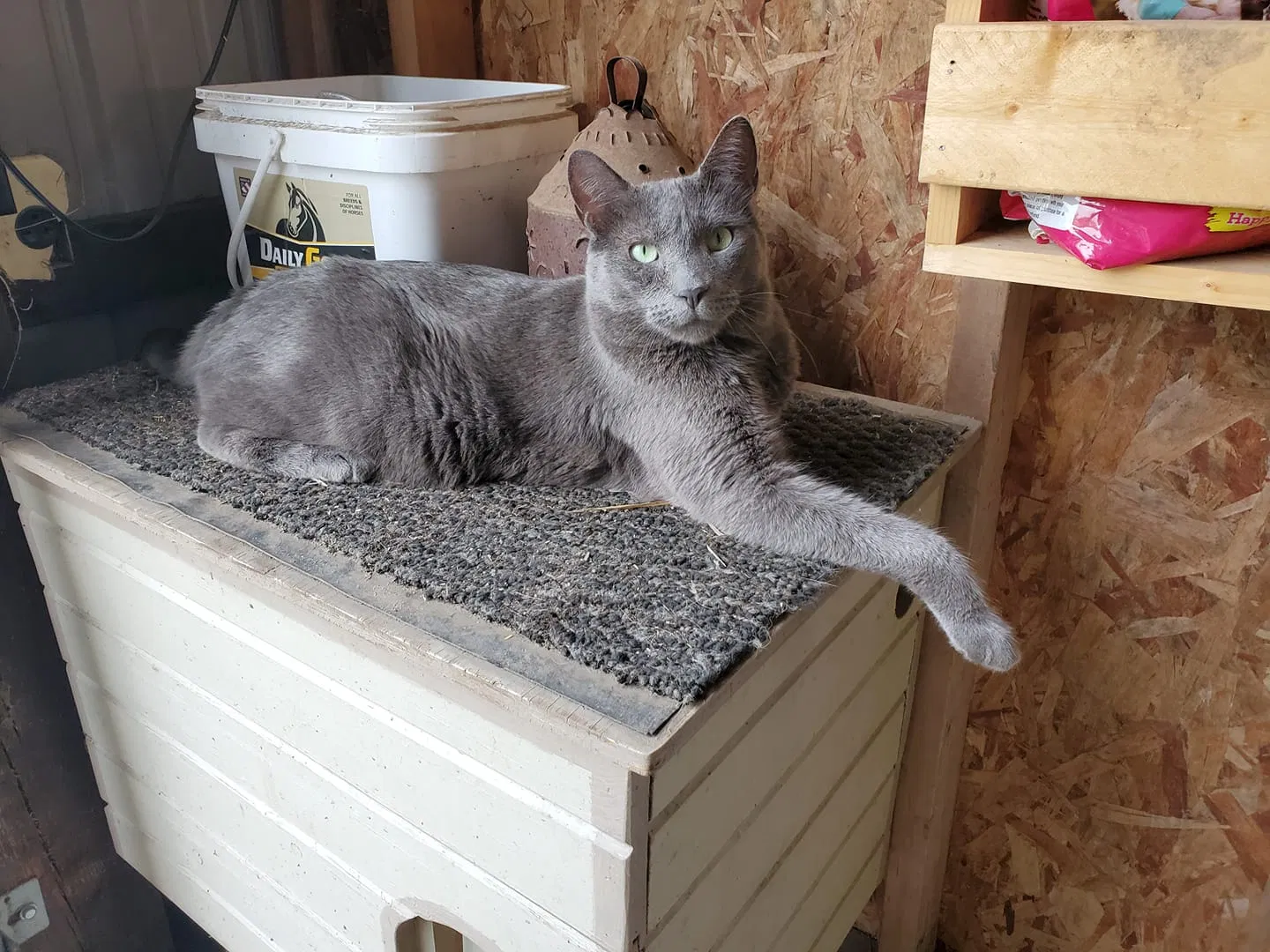 Lost cat in Sauk Rapids, MN, 56379
