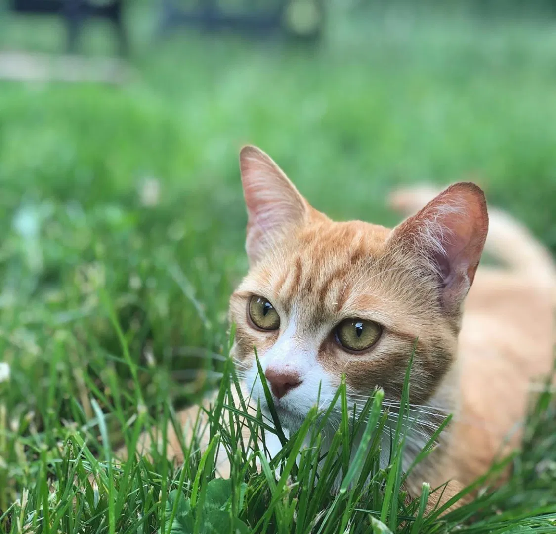 Lost cat in Tacoma, WA, 98445