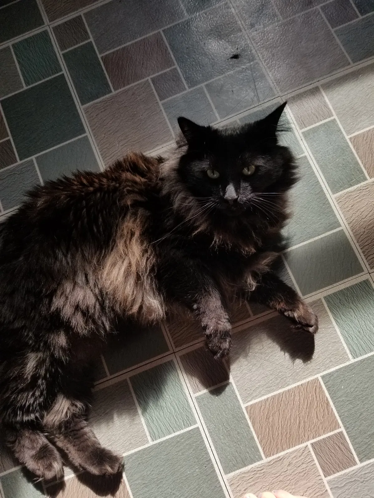Lost cat in Colorado Springs, CO, 80903