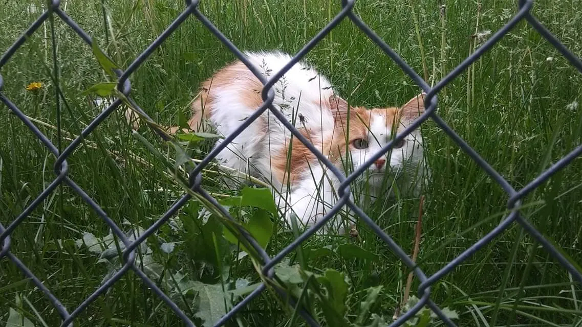 Lost cat in Denver, CO, 80219