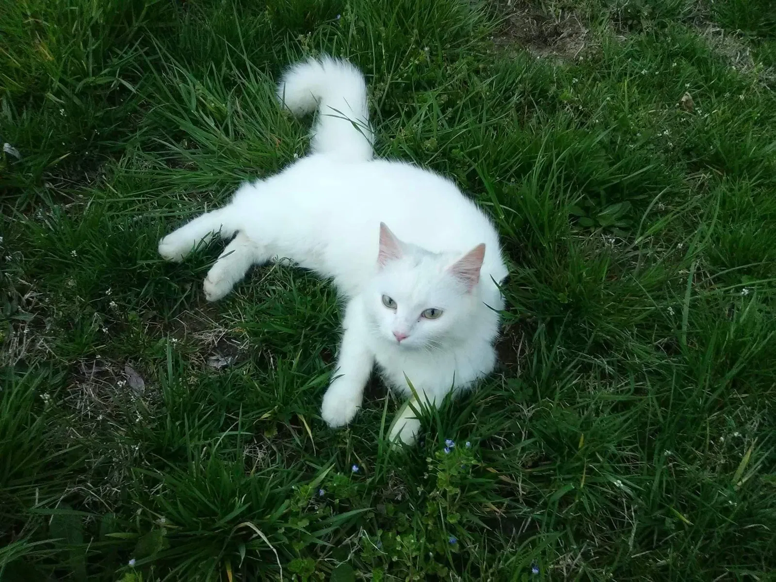 Lost cat in Newport, TN, 37821