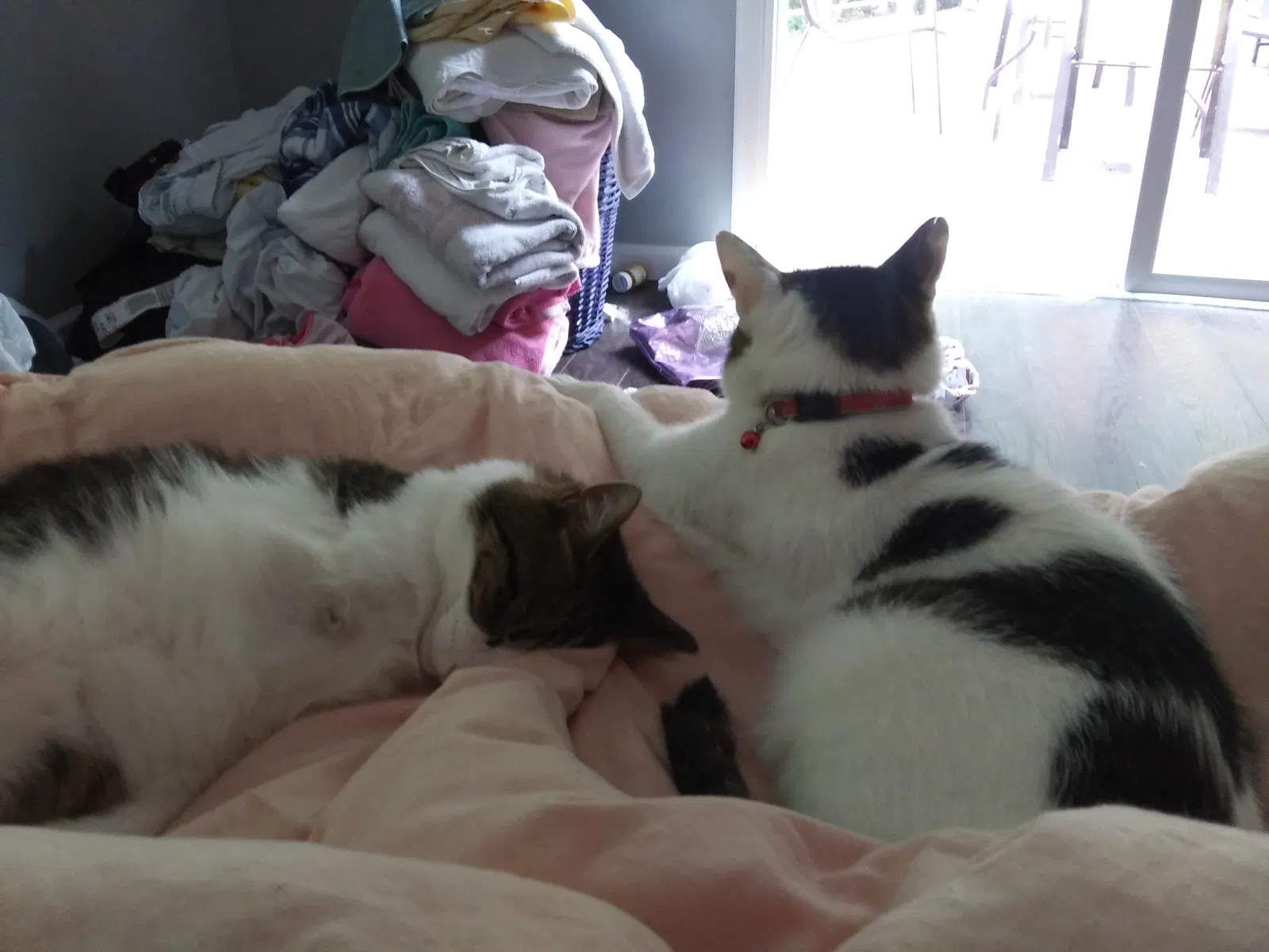 Lost cat in Richmond, VA, 23225