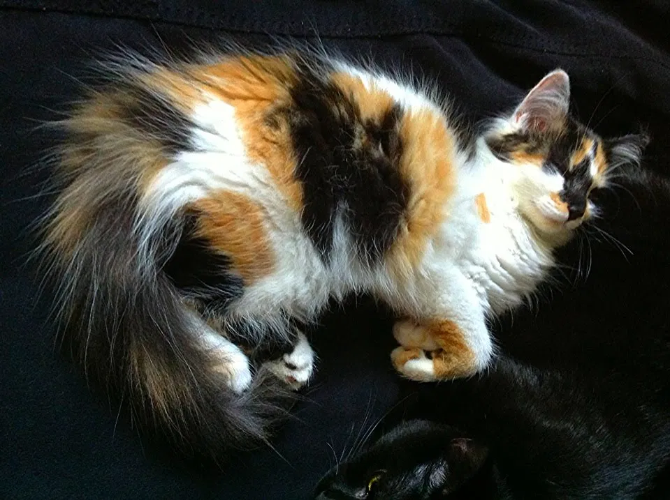 Lost cat in Somerset, MA, 2726