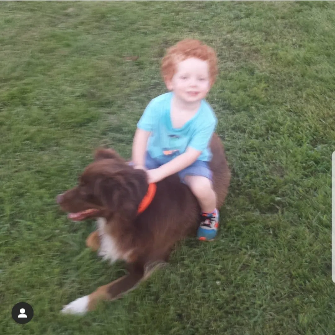 Lost dog in Rossville, GA, 30741
