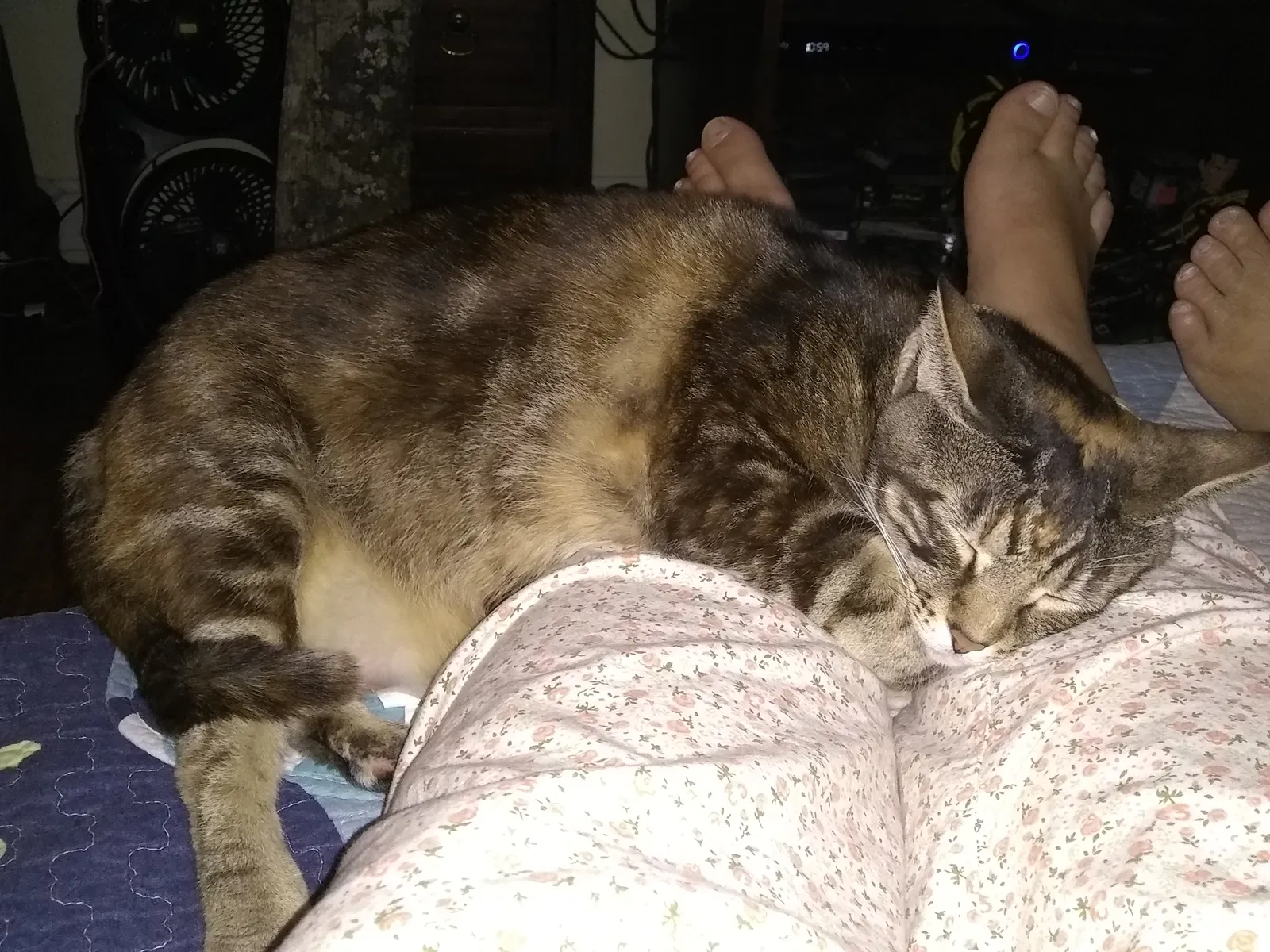 Lost cat in Tallahassee, FL, 32303