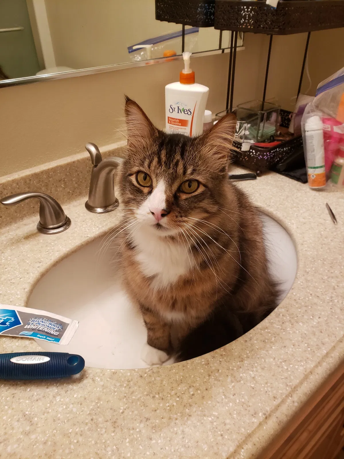 Lost cat in Vancouver, WA, 98661